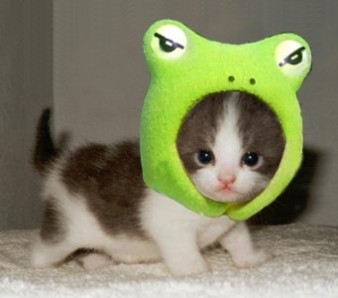 cat frog cat Frog hat