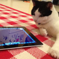 1363302027tonygame